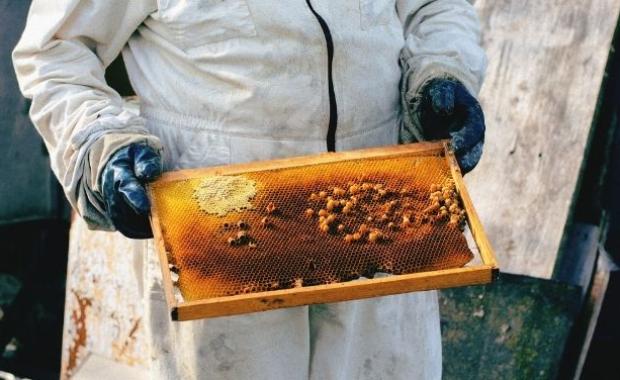 Which Honey Is Best for Immunity? Eucalyptus, Sunflower & Multifloral Honey Compared